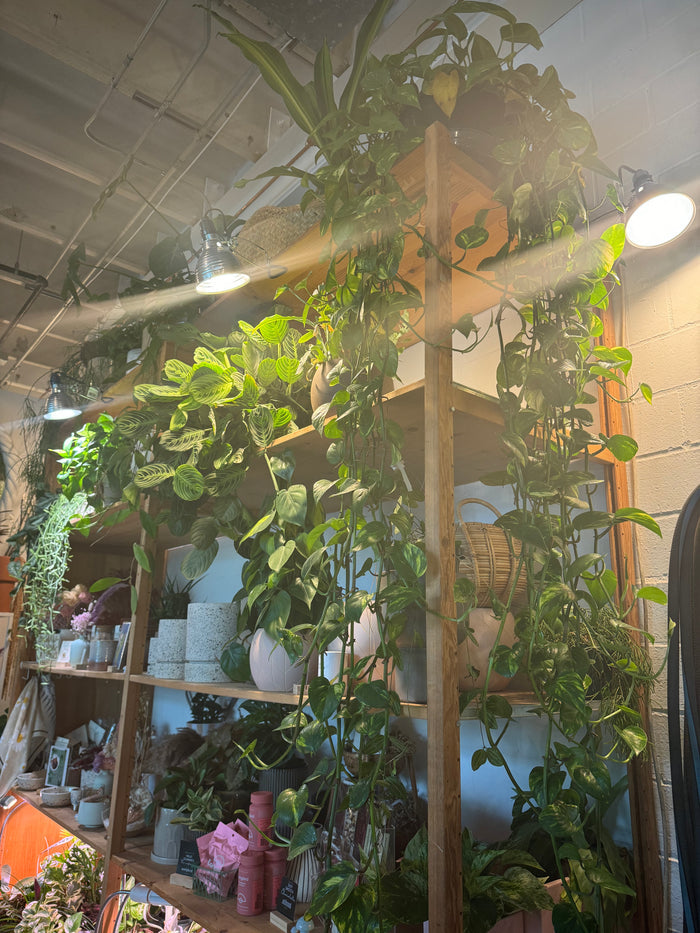 Green Theory Extra Long Pothos Rental