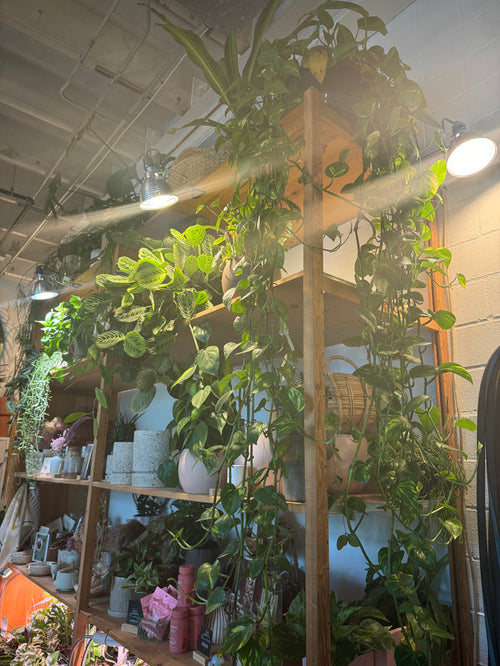 Green Theory Extra Long Pothos Rental