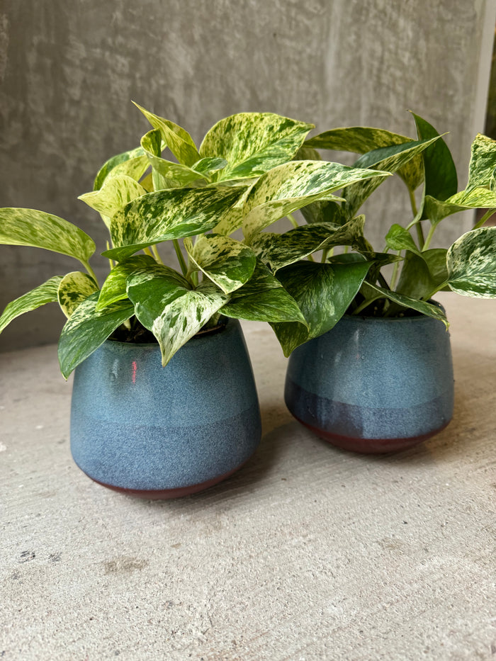 LV Collective Pothos in Assorted Planters