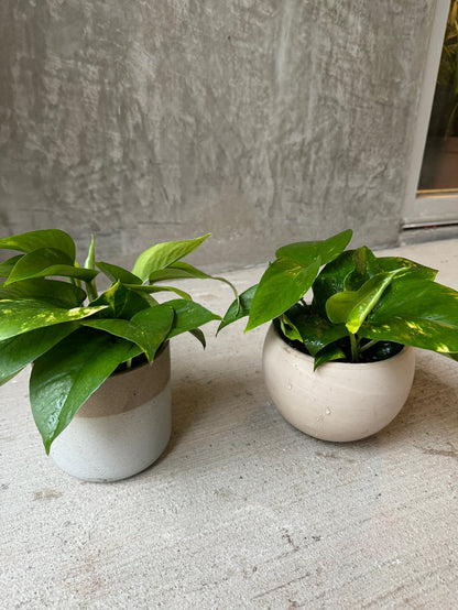 LV Collective Pothos in Assorted Planters