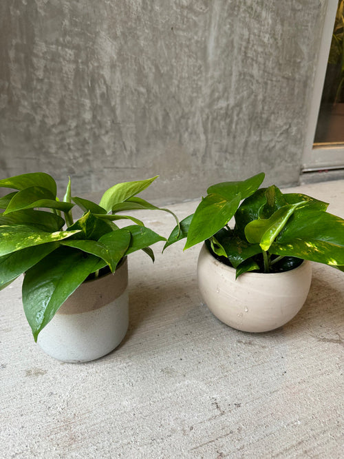LV Collective Pothos in Assorted Planters