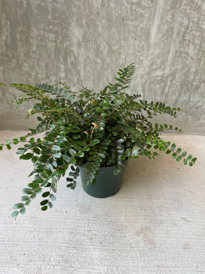 Button fern