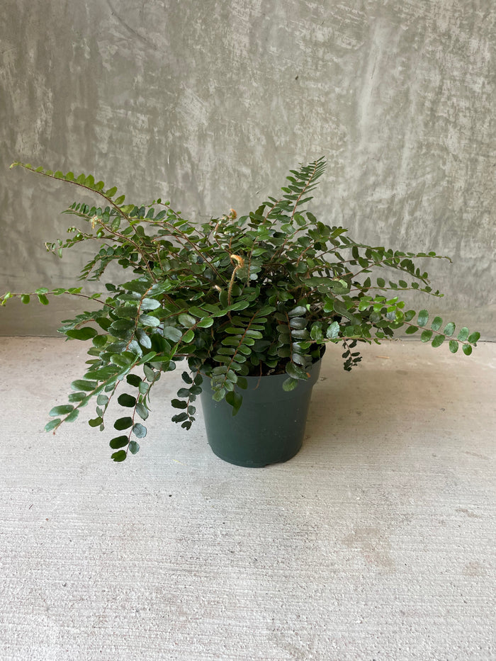 Button fern