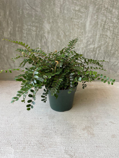 Button fern