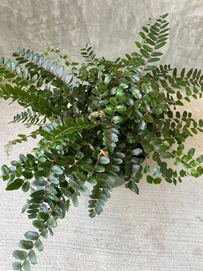 Button fern