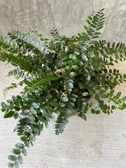 Button fern