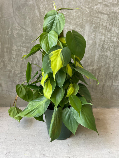 P. Brazil totem