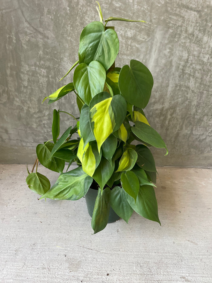P. Brazil totem