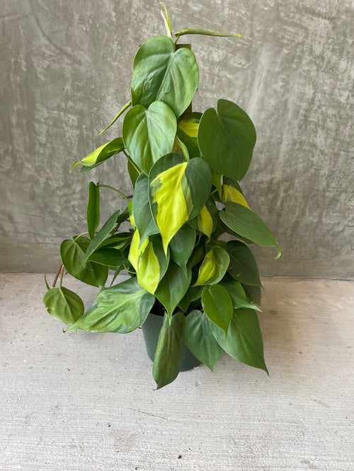 P. Brazil totem