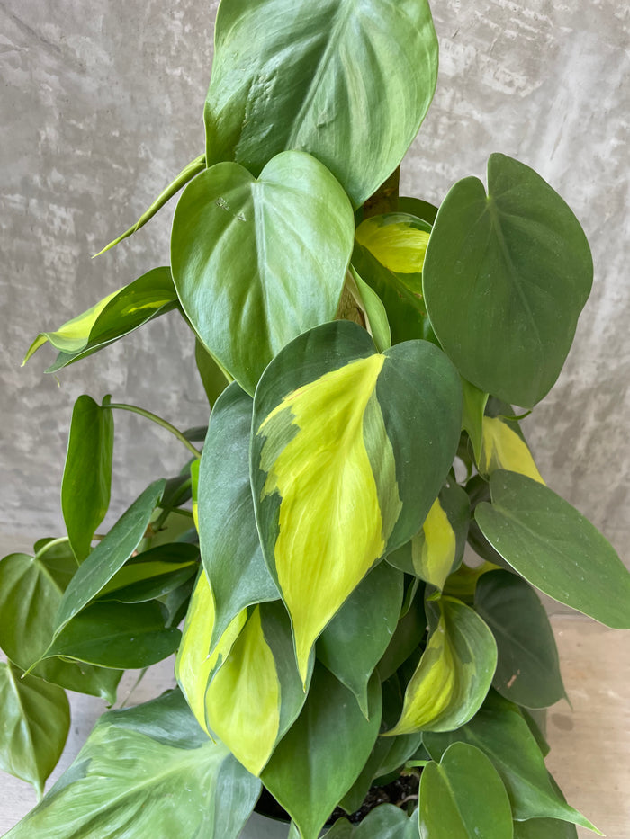P. Brazil totem