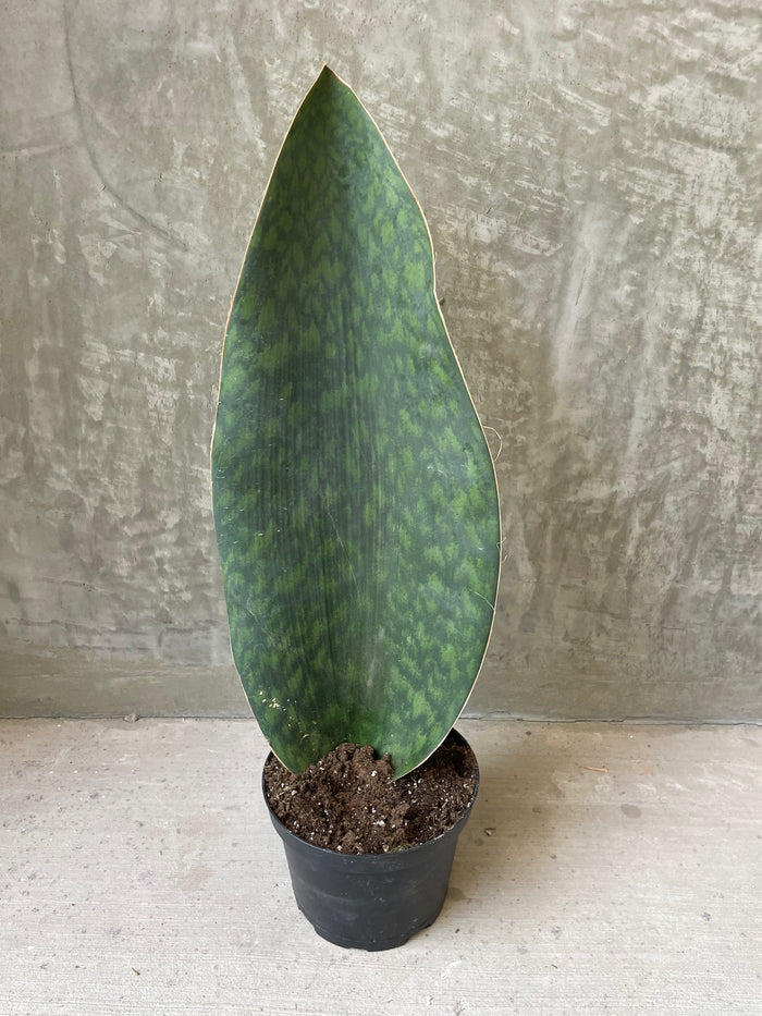 S. Whale fin