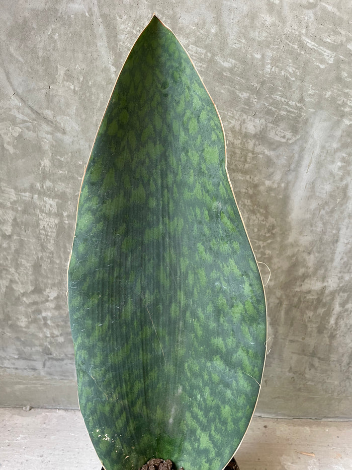 S. Whale fin