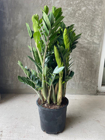 Zz plant