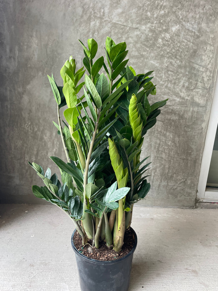 Zz plant