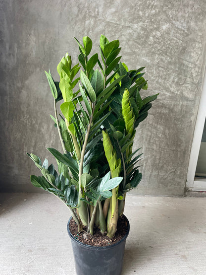 Zz plant