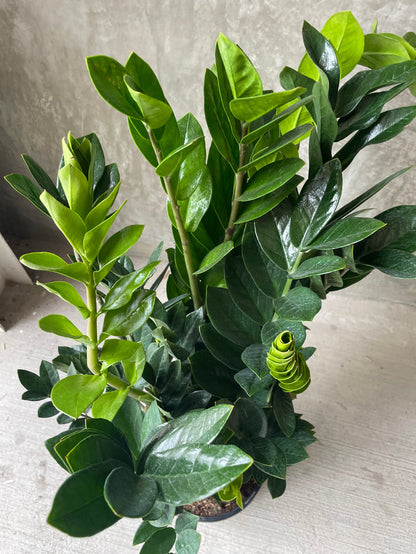 Zz plant