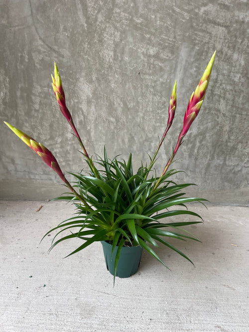 Bromeliad