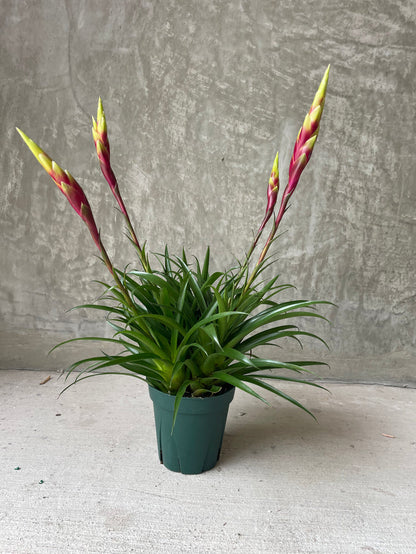 Bromeliad