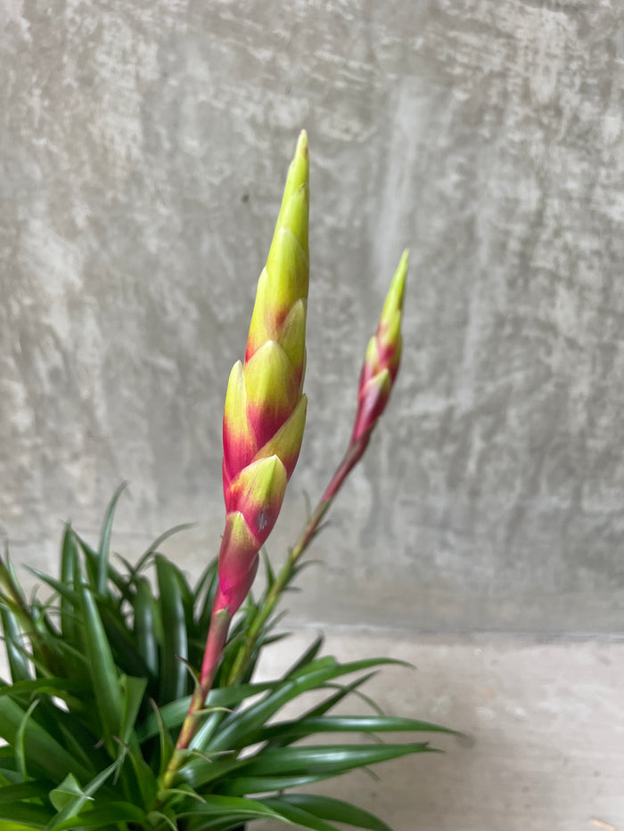 Bromeliad