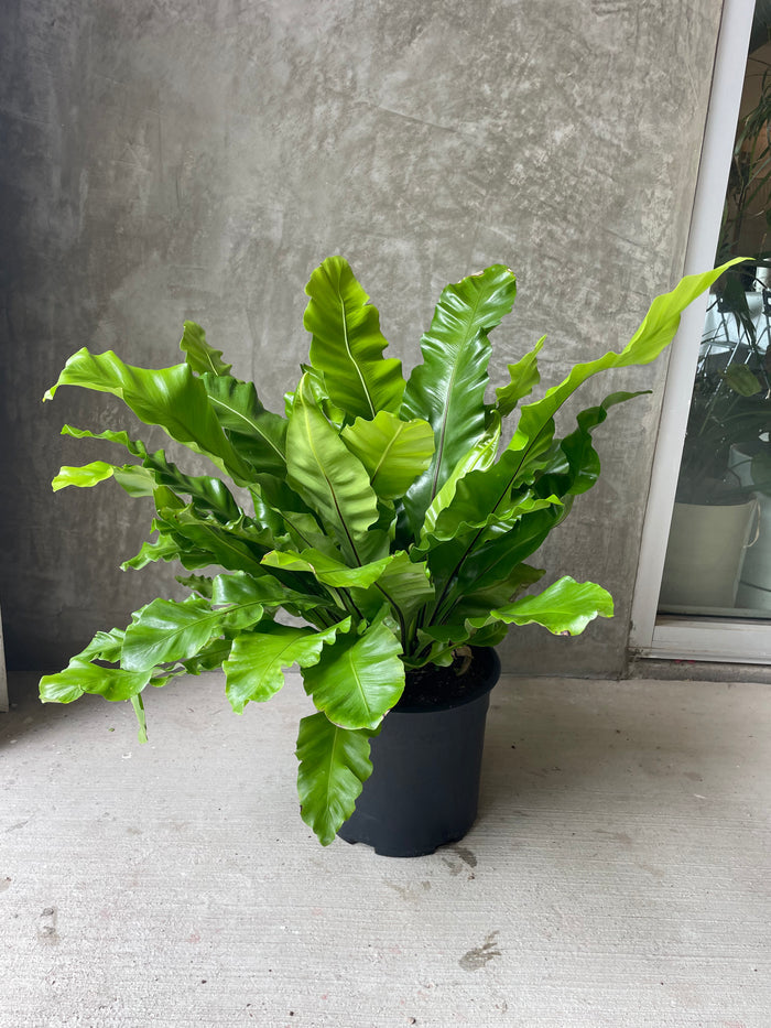 Birdsnest fern