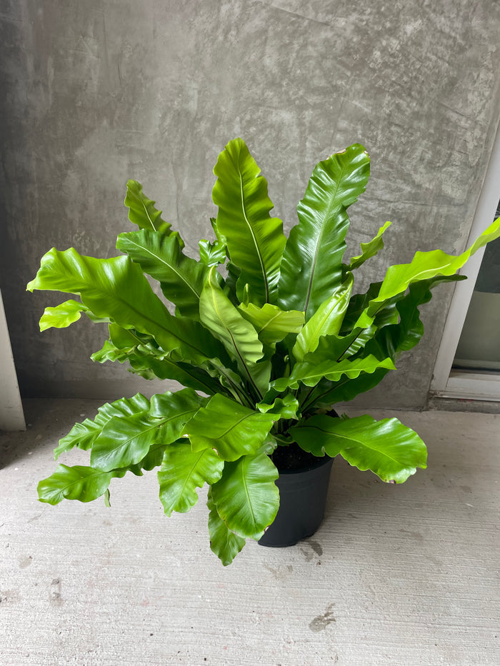 Birdsnest fern