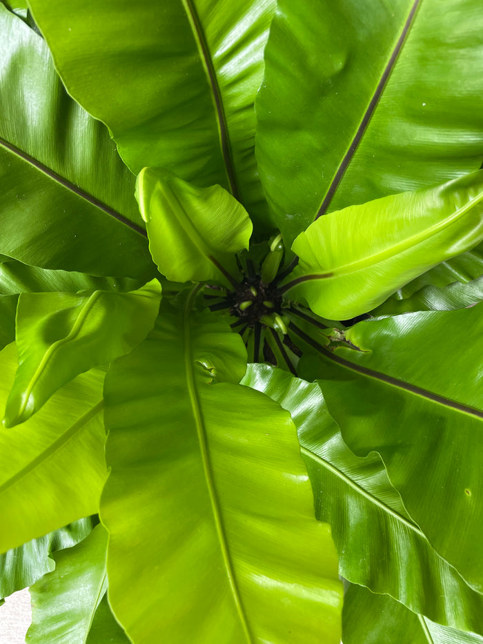 Birdsnest fern