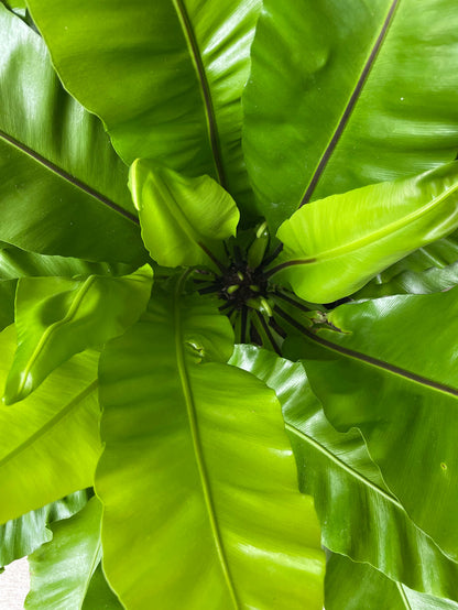 Birdsnest fern