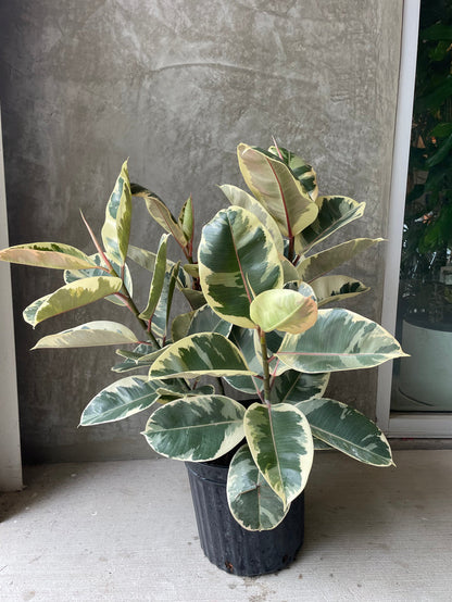 Ficus tineke