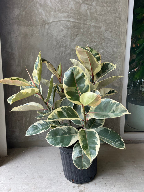 Ficus tineke