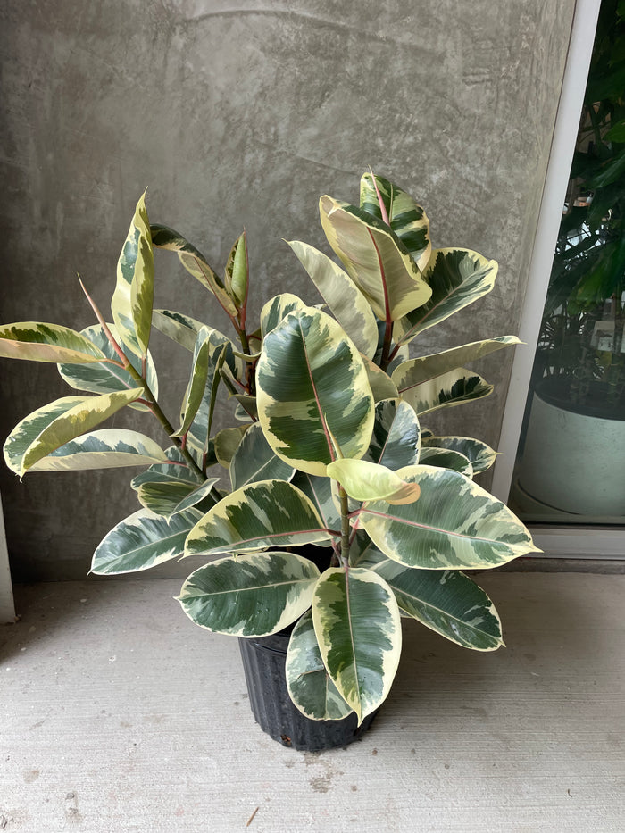 Ficus tineke