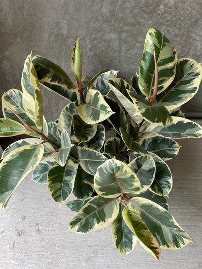 Ficus tineke