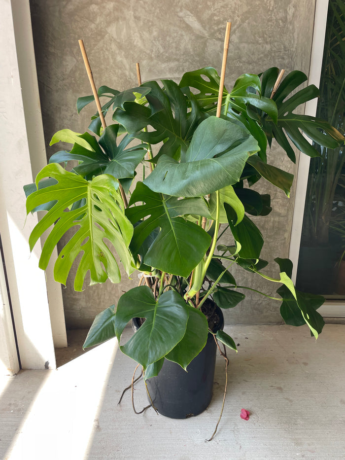 Lg Monstera D.