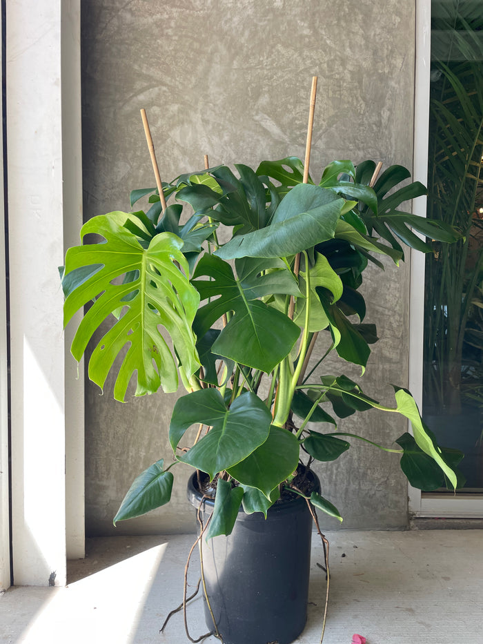 Lg Monstera D.