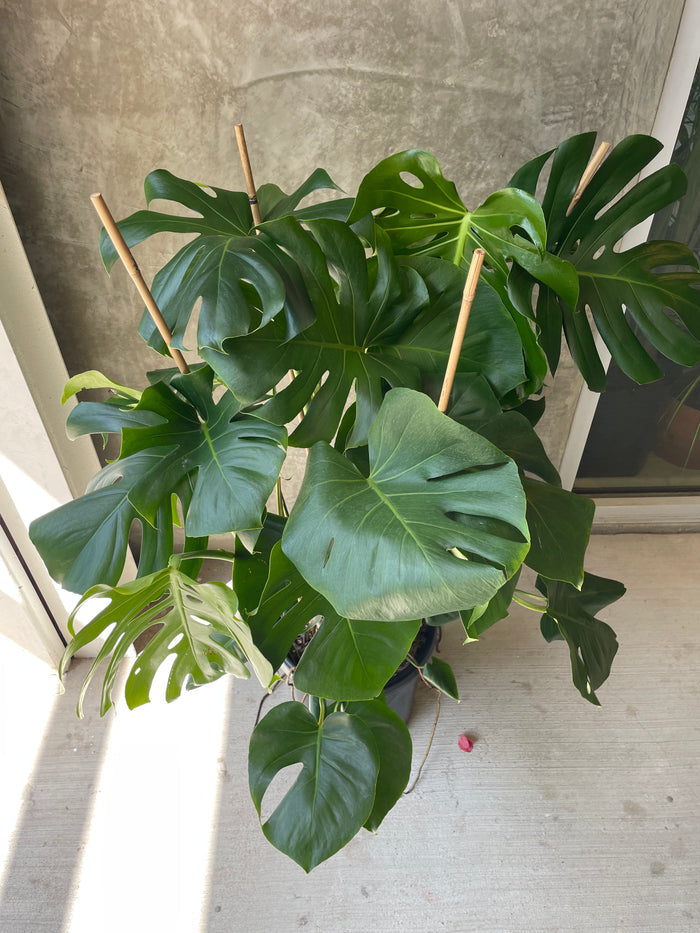 Lg Monstera D.