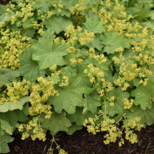 Alchemilla mollis