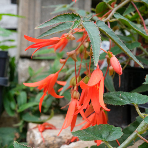 Begonia boliviensis 'Firecracker'