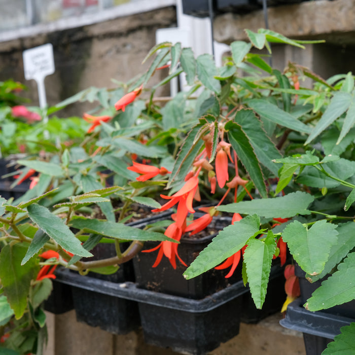 Begonia boliviensis 'Firecracker'