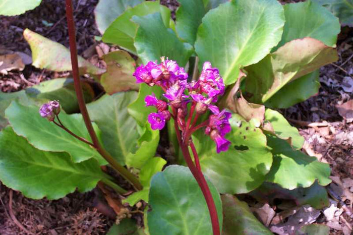 Bergenia cordifolia ‘Winter Glow’ (Pigsqueak)