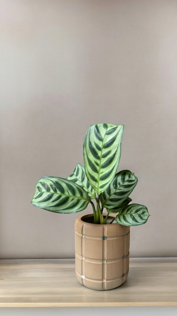 Calathea in Vector Planter