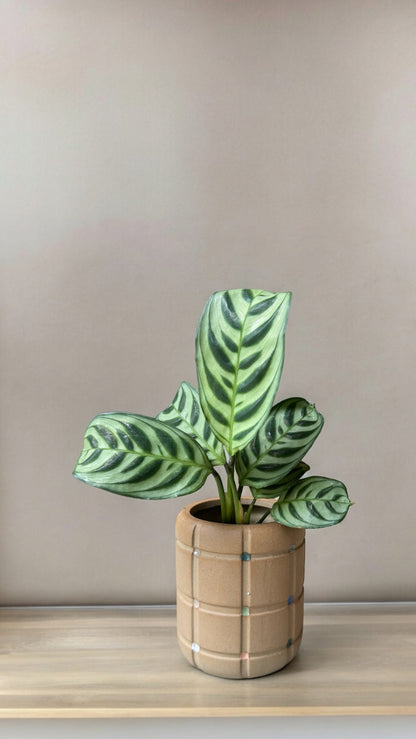Calathea in Vector Planter