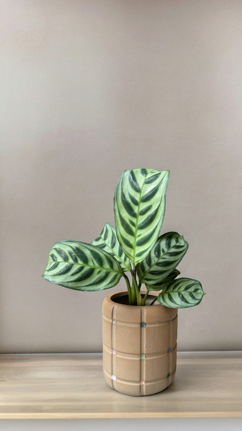 Calathea in Vector Planter