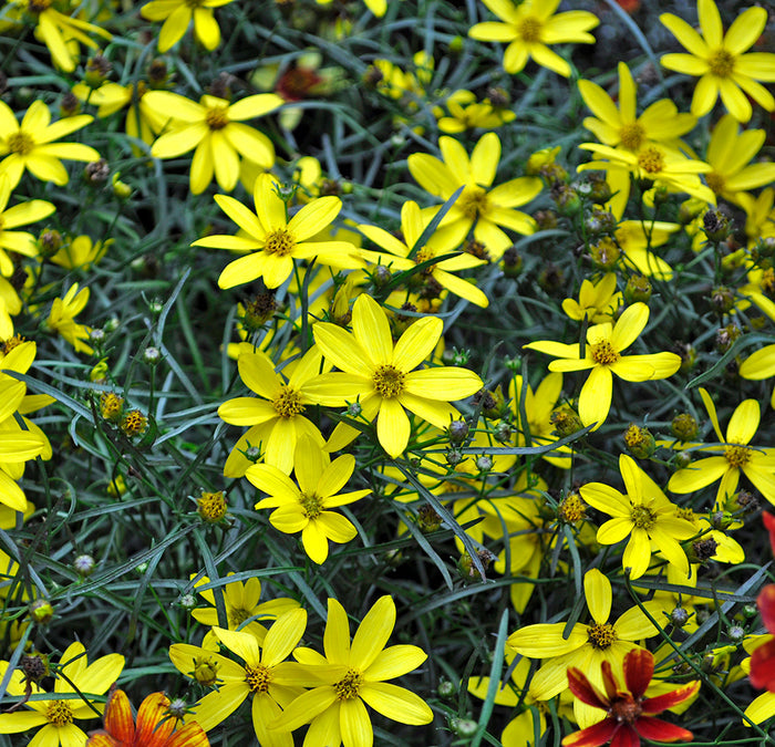 Coreopsis Mayo Clinic Flower of Hope ™