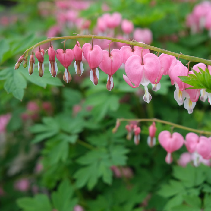Dicentra spectabilis (Bleeding Heart)