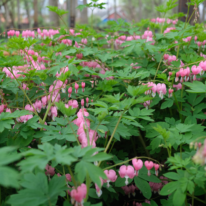 Dicentra spectabilis (Bleeding Heart)