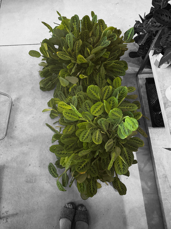 Green Theory Prayer Plant Rental