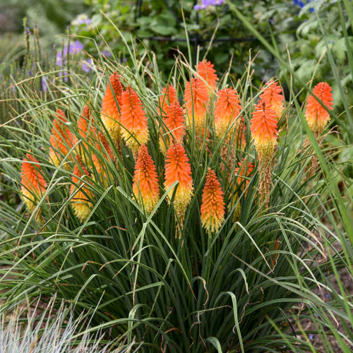 Kniphofia ‘Backdraft’