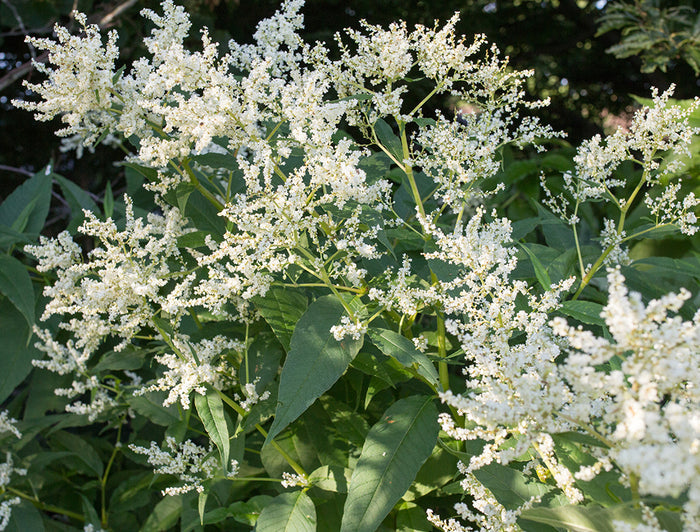 Persicaria polymorpha (White Fleece Flower)