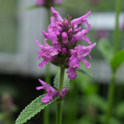Stachys monieri ‘Hummelo’