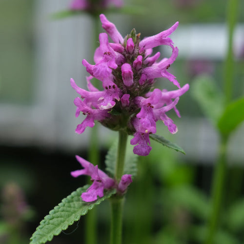 Stachys monieri ‘Hummelo’