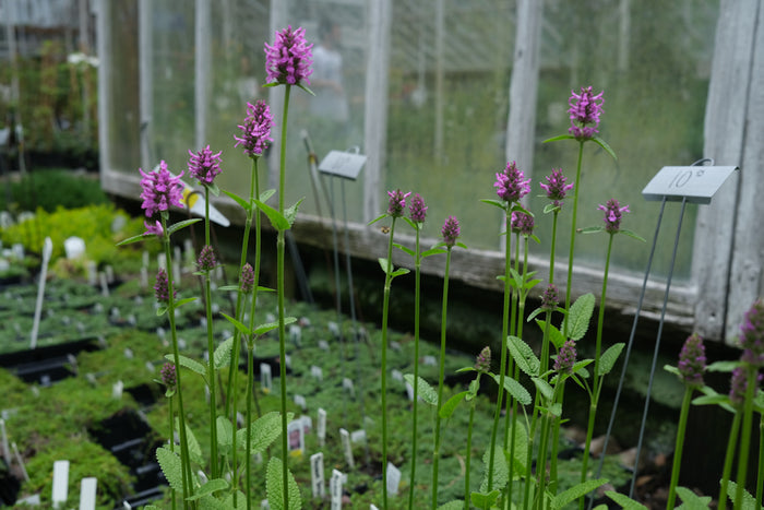 Stachys monieri ‘Hummelo’